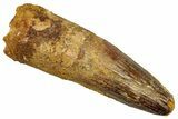 Fossil Spinosaurus Tooth - Feeding Worn Tip #357421-1